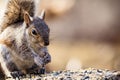 Eastern Gray Squirrel Sciurus carolinensis looks happy and cute in beautiful afternoon light, room for copy Royalty Free Stock Photo