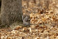 Eastern gray squirrel in the autumn forest Royalty Free Stock Photo