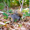 Eastern Gray Squirrel Sciurus carolinensis on park Royalty Free Stock Photo