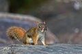 Eastern gray squirrel on a rock in a Canadian Park Royalty Free Stock Photo