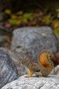 A gray squirrel on a rock of a Canadian Park Royalty Free Stock Photo