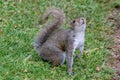 Eastern Gray Squirrel - Sciurus carolinensis in Scotland Royalty Free Stock Photo