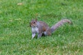 Eastern Gray Squirrel - Sciurus carolinensis in Scotland Royalty Free Stock Photo