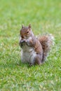 Eastern Gray Squirrel - Sciurus carolinensis in Scotland Royalty Free Stock Photo