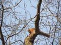 Eastern Gray Squirrel Sciurus Carolinensis Sitting Eating Spring Buds On Tree Branch And Blue Sky Background, Tree Branches With