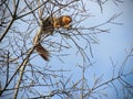 Eastern Gray Squirrel Sciurus Carolinensis Sitting Eating Spring Buds On Tree Branch And Blue Sky Background, Tree Branches With