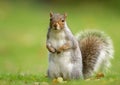 Eastern gray squirrel (Sciurus carolinensis) Royalty Free Stock Photo