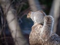 Eastern Gray Squirrel, or Sciurus carolinensis standing in an forest area of Montreal, Quebec, Canada. Royalty Free Stock Photo