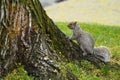 Eastern Gray Squirrel Sciurus carolinensis Royalty Free Stock Photo