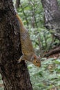 The eastern gray squirrel, Sciurus carolinensis, upside down in a tree Royalty Free Stock Photo
