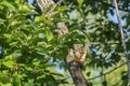 Eastern Gray Squirrel ( Sciurus carolinensis ) upside down Royalty Free Stock Photo