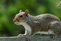 Eastern Gray Squirrel