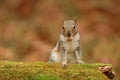 Eastern Gray Squirrel out foraging in Fall holding an acorn in its mouth Royalty Free Stock Photo