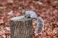 Eastern Gray Squirrel Sitting On A Tree Stump In Fall