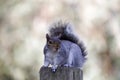 Eastern Gray Squirrel Sitting On Wooden Pole And Looking At Camera In Alert