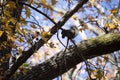 Eastern Gray Squirrel Snacking