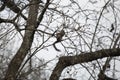 Eastern Gray Squirrel Snacking