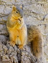 Eastern Gray Squirrel standing on its hind legs and snacking