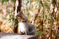 Eastern gray squirrel standing on a rock Royalty Free Stock Photo