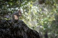 Eastern gray squirrel standing on a rock and holding something in its hand Royalty Free Stock Photo