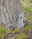 Eastern Gray Squirrel Standing Beside Tree Eating Walnut Royalty Free Stock Photo