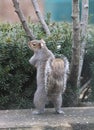 Eastern Gray Squirrel Standing Upright 2 - Sciurus carolinensis Royalty Free Stock Photo