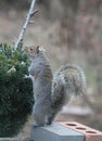 Eastern Gray Squirrel Standing Upright 3 - Sciurus carolinensis Royalty Free Stock Photo