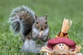 Eastern Gray Squirrel about to eat a peanut next to a scarecrow for fall
