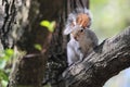 Eastern gray squirrel Royalty Free Stock Photo