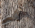 Eastern gray squirrel on white oak Royalty Free Stock Photo