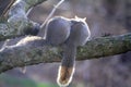 Eastern Gray Squirrels - Buddies Royalty Free Stock Photo