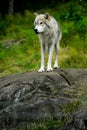 Eastern Gray Timber Wolf Standing on Rock Royalty Free Stock Photo