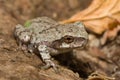 Eastern Gray Tree Frog