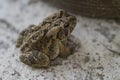 Eastern Gray Tree Frog - hyla chrysoscelis - Morgan County Alabama USA Royalty Free Stock Photo