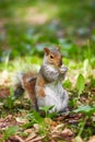 Eastern gray tree squirrel eating leaf Royalty Free Stock Photo