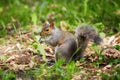 Eastern gray tree squirrel eating leaf Royalty Free Stock Photo