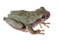 Eastern Gray Treefrog, Hyla versicolor Royalty Free Stock Photo