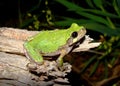 Eastern Gray Treefrog, Hyla versicolor Royalty Free Stock Photo