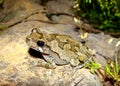 Eastern Gray Treefrog, Hyla versicolor Royalty Free Stock Photo