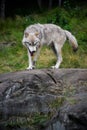 Eastern Gray Wolf Walking on Large Rock