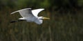 Eastern Great Egret