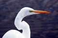 Eastern Great Egret Royalty Free Stock Photo