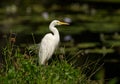 Eastern Great Egret ( Ardea modesta ) elegant looking bird.