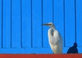Eastern Great Egret with blue background