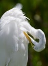 Eastern great egret cleaning feathers close up.