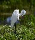 Eastern great egret cleaning feathers