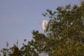 Eastern great egret perched atop a tall and leafy tree. Royalty Free Stock Photo