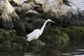 Eastern great egret white heron hunting in the water Royalty Free Stock Photo