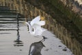 Eastern great egret white heron starting flight over water Royalty Free Stock Photo