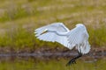 Eastern Great White Egret
